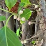 Ficus citrifolia Фрукт