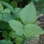 Rubus camptostachys Folha