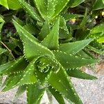 Aloe perfoliataFuelha