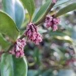 Sarcococca orientalis Květ