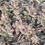 Sedum mendozae List