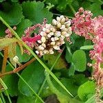 Persicaria maculosa Цвят