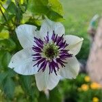 Clematis florida Kvet