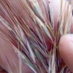 Anisantha tectorum 花