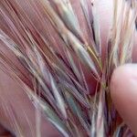 Bromus racemosus Flower