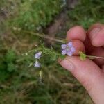 Wahlenbergia hederacea Flor