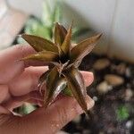 Dyckia brevifolia Лист