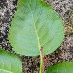 Betula papyrifera Leaf