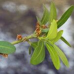 Garcinia robsoniana Leaf