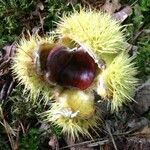 Castanea sativa Fruct