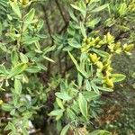 Hypericum kalmianum Folha