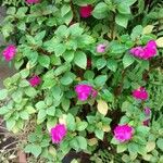 Catharanthus roseus Habitus