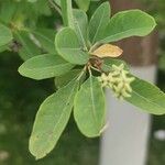 Exochorda × macrantha Leaf