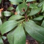 Rhododendron minus Leaf