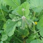 Erodium laciniatum Foglia