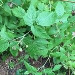 Rubus pensilvanicus برگ