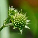 Knautia arvensis পাতা