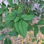 Jasminum odoratissimum Leaf