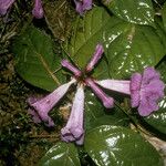 Handroanthus impetiginosus Flower