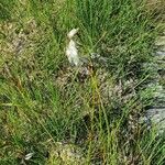 Eriophorum angustifolium Natur