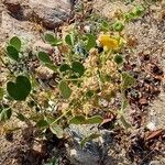 Abutilon mauritianum Levél