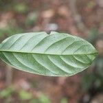 Dendrobangia boliviana Leaf