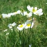 Ranunculus amplexicaulis Flower