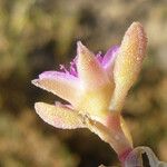 Sesuvium verrucosum Fleur