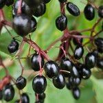 Sambucus canadensis Fruit