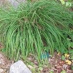 Carex digitata Συνήθη χαρακτηριστικά