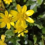 Ranunculus ficariaFlower