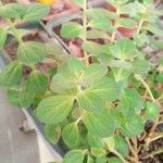 Plectranthus ornatus Leaf