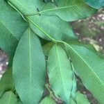 Garcinia gardneriana Leaf