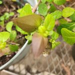 Barleria repens Hostoa