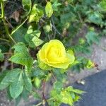 Gossypium barbadense Flower