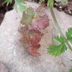 Ptychotis saxifraga Leaf