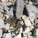 Cerastium pumilum Квітка