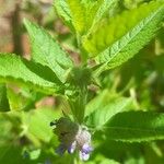 Marsypianthes chamaedrys Hoja