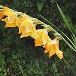Gladiolus dalenii Floare