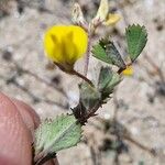 Medicago littoralis 葉