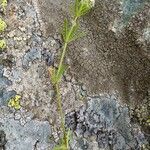 Galium anisophyllon Flower