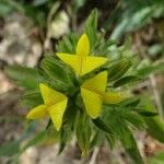 Ononis pubescens Цветок