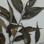 Licania parvifructa Máis