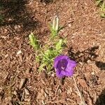 Campanula speciosa Flower