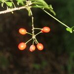 Picramnia antidesma Fruit