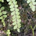 Asplenium trichomanes Folha