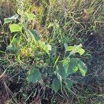 Abutilon mauritianum Habit