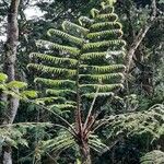 Cyathea arborea Hoja