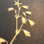 Cerastium brachypetalum Floare