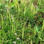 Lycopodium clavatum 整株植物